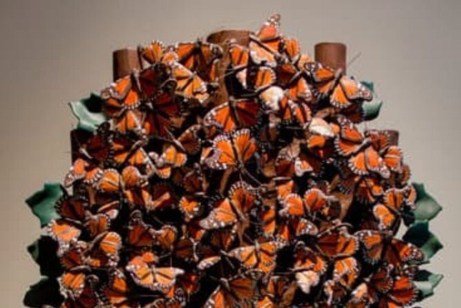 Tree of Life - Key Points