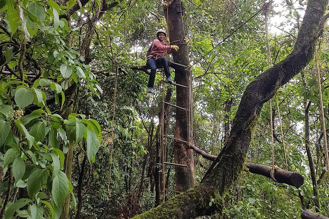 Tree Top Adventure - Key Points