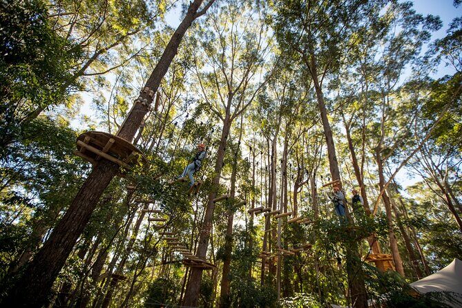 Treetops Adventure Coffs Harbour Tree Ropes Course - Who Should Consider This Tour?