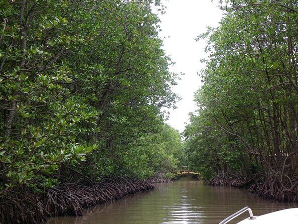 Trek Can Gio Mangrove, Monkey Island with Croc Farm & Cano Option - Practical Details & What to Expect
