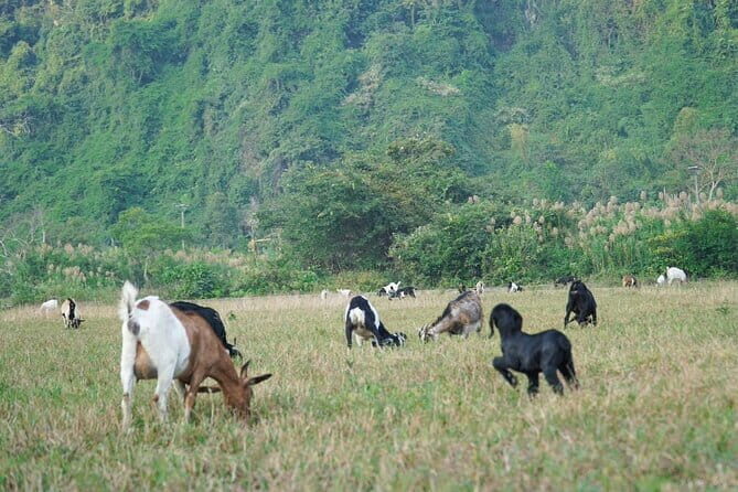 Trek Cat Ba National Park, Viet Hai Village, Kayak in Lan Ha Bay - Practical Tips and Insights for Travelers