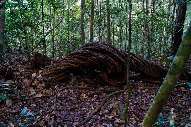 Trekking and Bird Watching in Kanneliya Rain Forest - Exploring the Itinerary