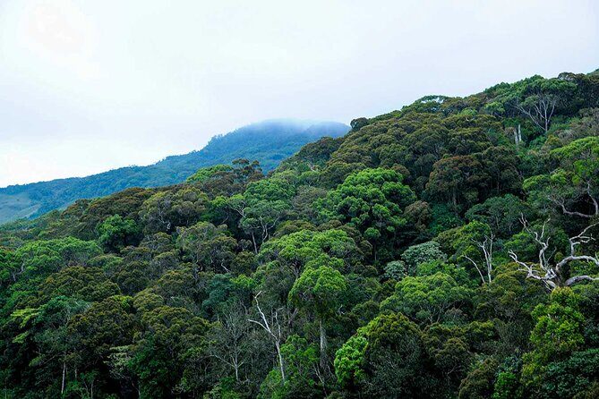 Trekking in Sinharaja Rainforest - Trekking in Sinharaja Rainforest: An In-Depth Review