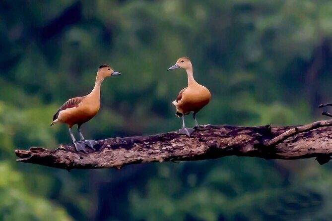Trekking in Sinharaja Rainforest - Key Points