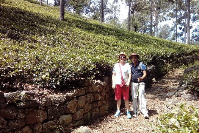 Trekking & Picnic in The Tea Plantation From Ella, Haputale & Bandarawela - Practical Details That Matter