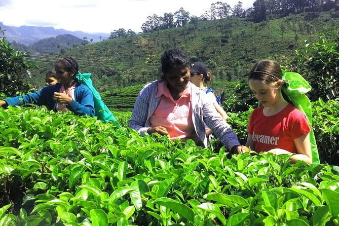 Trekking & Picnic in The Tea Plantation From Ella, Haputale & Bandarawela - Final Thoughts