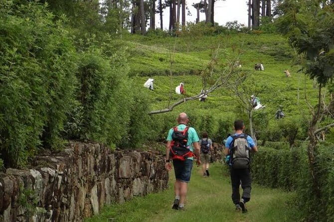 Trekking & Picnic in The Tea Plantation From Ella, Haputale & Bandarawela - FAQ