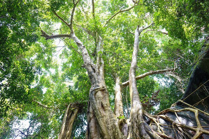 Trekking Tien Son Dinh Phu Quoc - What Makes This Experience Stand Out