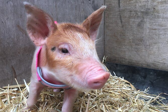 Trevena Glen 1hr Animal Tour - A Closer Look at the Trevena Glen Animal Tour