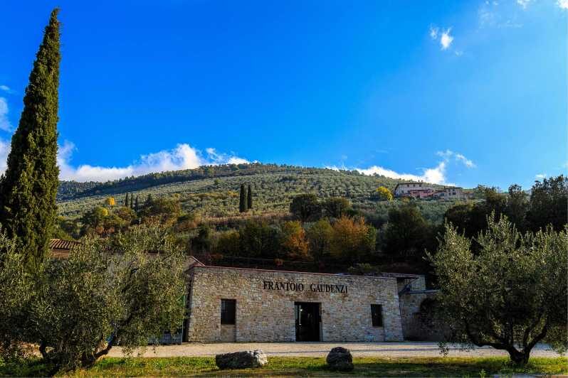 Trevi: Guided tour and tasting at Frantoio Gaudenzi - A Closer Look at the Experience