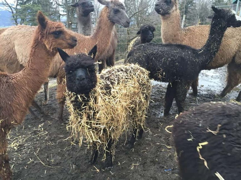 Triesenberg: Private hike with our llamas - What’s Included and How It Works