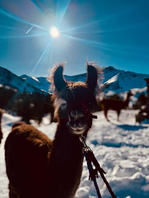 Triesenberg: Private hike with our llamas - Authentic Encounters and Hidden Gems