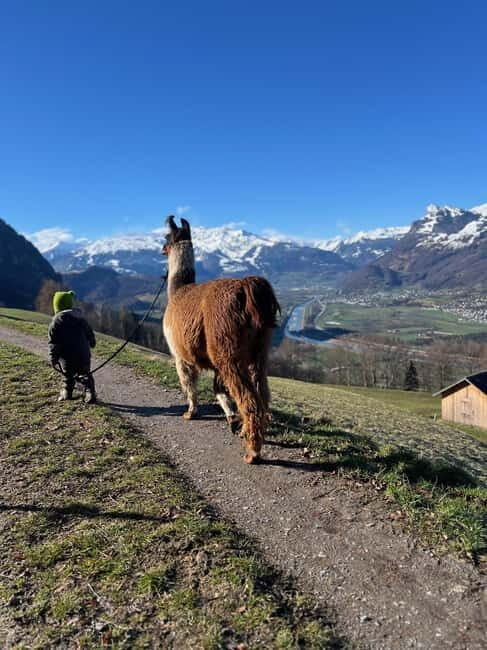 Triesenberg: Walk with Llamas in the Mountains - An In-Depth Look at the Llama Walk Experience