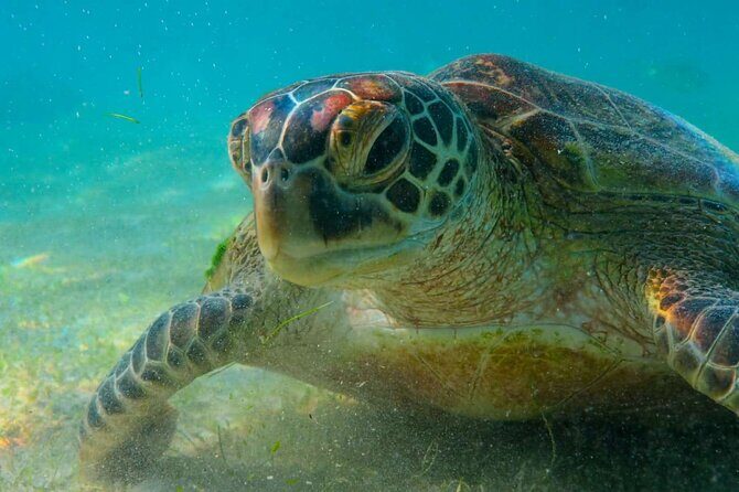 Trinco Tour A - Snorkeling & Island Hopping tour - Why This Tour Is a Great Choice