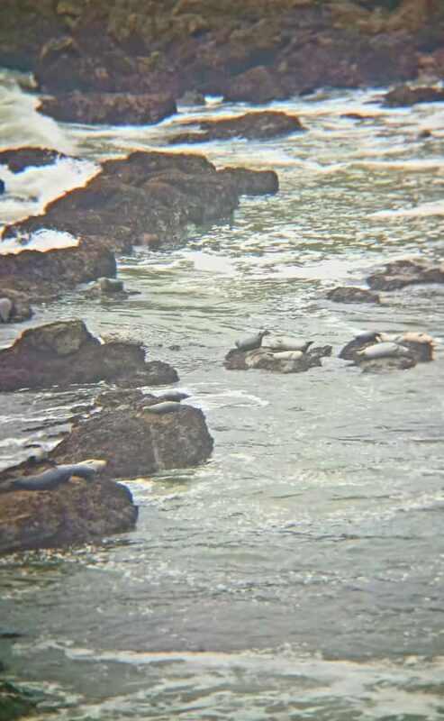 Trinidad: Elk Head Trail Guided Nature Walking Tour - Key Points