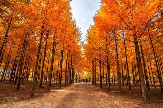 Trip to Nami Island with Petite France & Italian Village, Garden of Morning Calm - Key Points