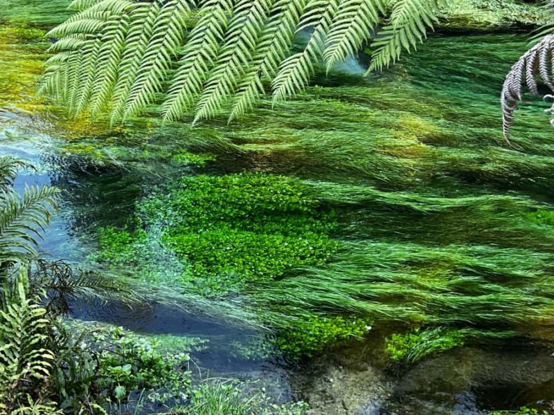 TRIPLE DEAL Wai-O-Tapu, Redwood & Blue Springs from Auckland - Key Points