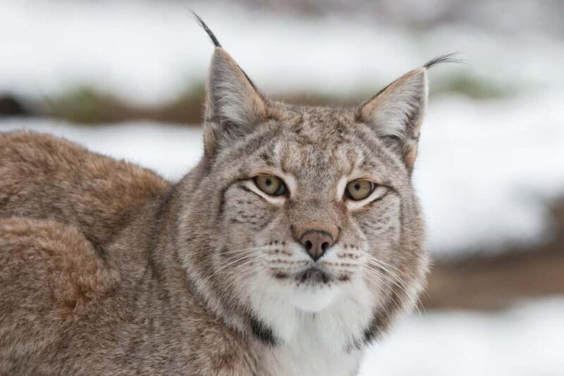 Tripsdrill Wildlife Park: Admission Ticket - Who Will Enjoy This Experience?