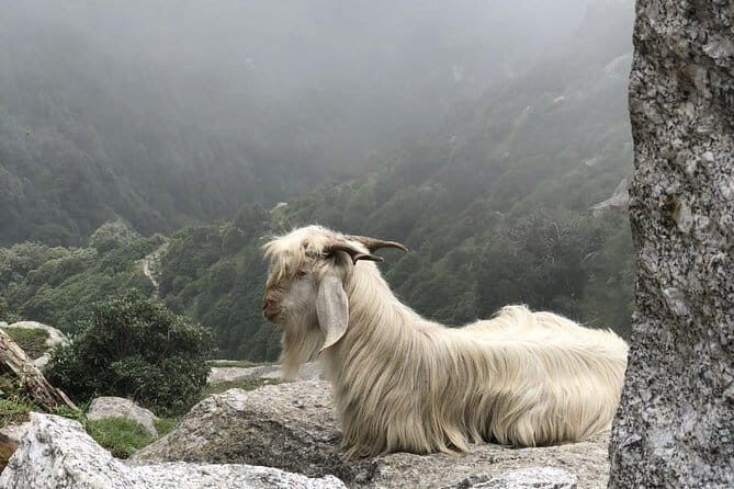 Triund Trek - Overview and What Makes This Trek Stand Out