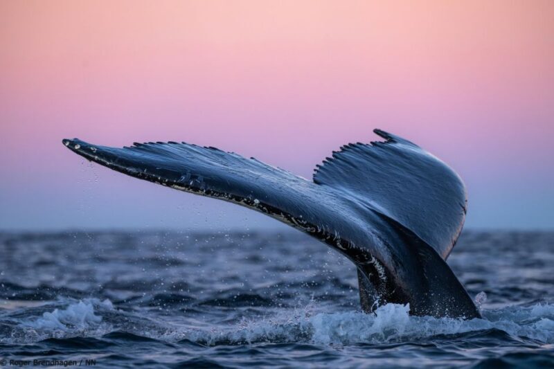 Tromsø: 24hr Northern Lights & Whale Watching Cruise - Final Thoughts