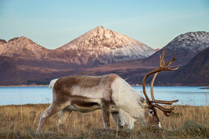 Tromsø: Arctic Landscapes Hiking / Snowshoeing Tour in the wild - FAQ