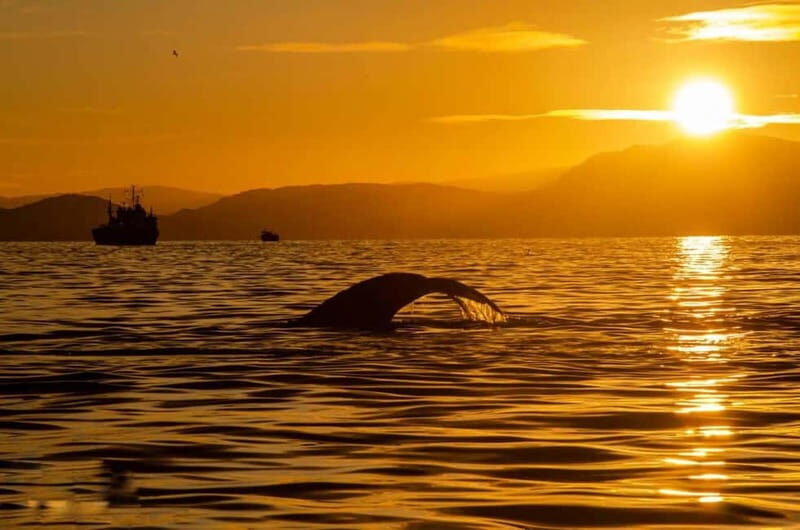 Tromsø: Arctic Snowshoeing Experience - Key Points