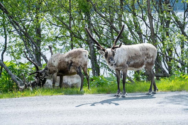 Tromsø: Artic Fjord tour - Tromsø: Arctic Fjord Tour – A Captivating Arctic Experience