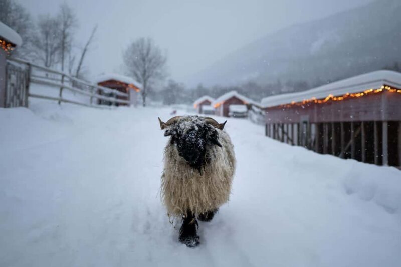 Tromsø: Cosy Farm Visit with a Chance of Northen Lights - What Makes This Farm Visit Special?
