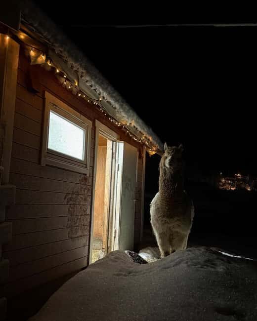 Tromsø: Cosy Farm Visit with a Chance of Northen Lights - The Sum Up