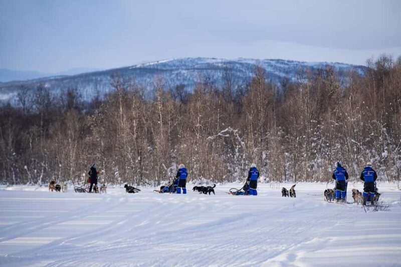 Tromsø: Dog Sledding Adventure at Camp Aspemo - An Authentic Arctic Experience with a Balanced Approach