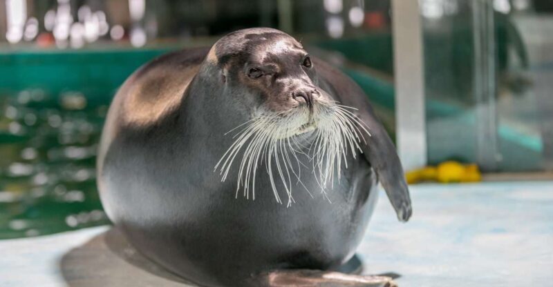 Tromsø: Entrance Ticket to Polaria - Authentic Experiences and Visitor Feedback