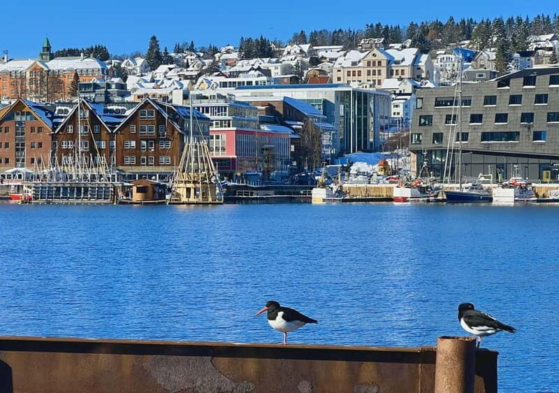 Tromsø: Evening City Walking Tour with Arctic Stories - Is This Tour Worth It?