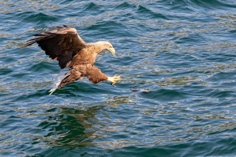 Tromsø: Evening Sightseeing Cruise All-inclusive - Who Should Book This Tour?