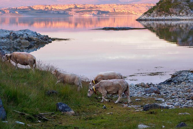 Tromsø: Exclusive Fjord Adventure by Bus - An In-Depth Look at the Tromsø Fjord Tour