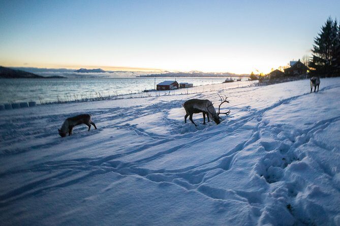 Tromsø: Exclusive Fjord Adventure by Bus - Travel Logistics & Value