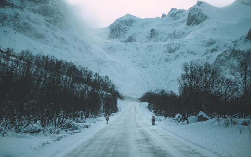 Tromsø: Express Fjord Road Trip - Who Will Love This Tour?