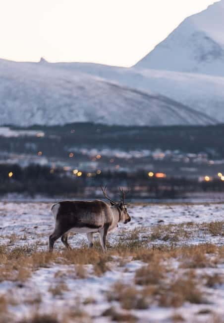 Tromsø: Express Fjord Road Trip - FAQ