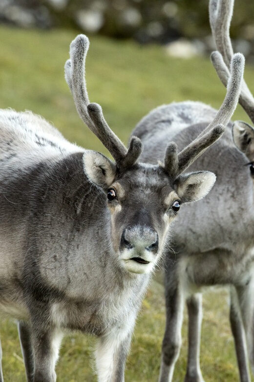 Tromso: Fjord Arctic Adventure Expedition - The Experience of the Guides
