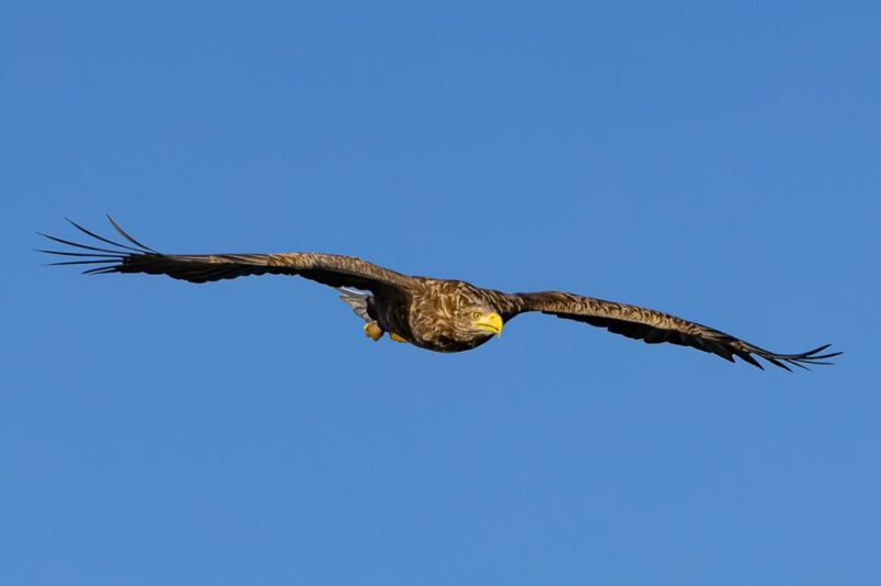 Tromsø: Fjord Fishing Cruise - A Deep Dive into the Tromsø Fjord Fishing Cruise