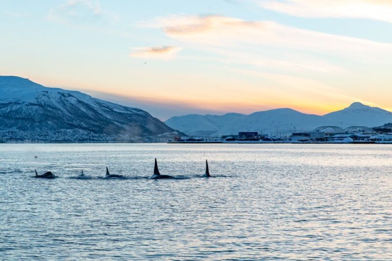 Tromsø: Fjord History Cruise with Snack and Drinks - Starting Point and Boat Overview