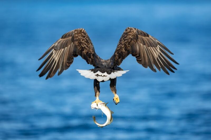 Tromsø: Fjord History Cruise with Snack and Drinks - Value for Money