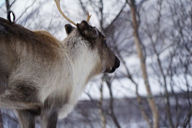 Tromsø: Fjord Sightseeing in a Tesla X Luxury Electric Car - A Closer Look at the Fjord Adventure
