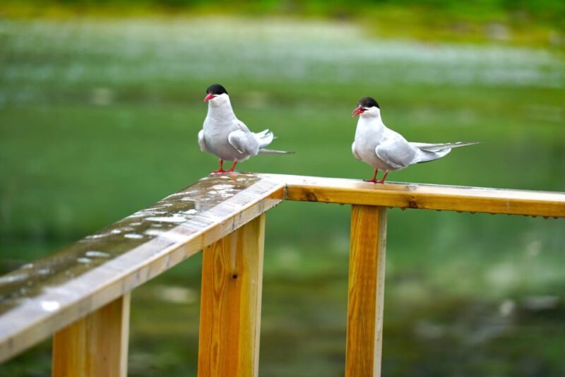 Tromsø: Fjord Sightseeing in a Tesla X Luxury Electric Car - FAQs