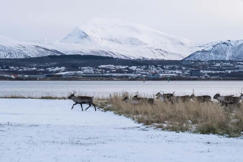 Tromsø: Fjord Tour and Visit to Sommarøy with Expert Tour Guide in Italian - Pricing and Value
