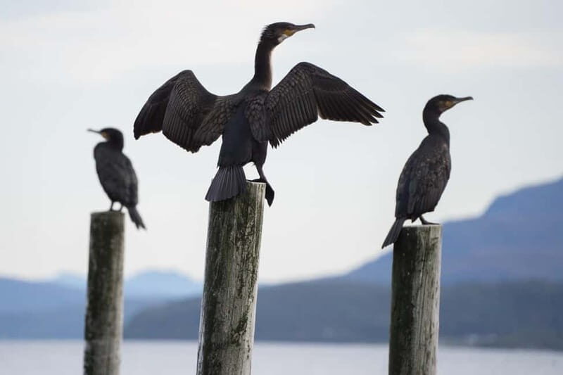 Tromsø: Fjord Tour and Visit to Sommarøy with Expert Tour Guide in Italian - Authenticity and Experience