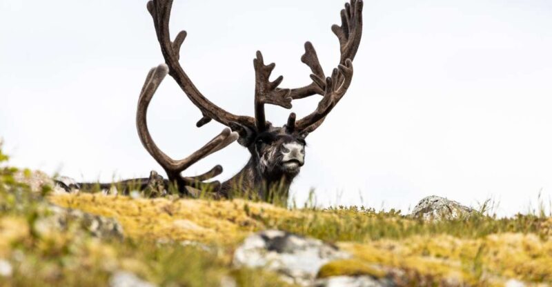 Tromso: Guided Fjord Expedition in Kvaløya with Light Lunch - Final Thoughts