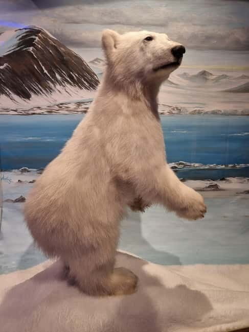 Tromsø: Guided Polar Bear Walk incl. Polaria & Polar Museum - The Value of a Small Group Experience
