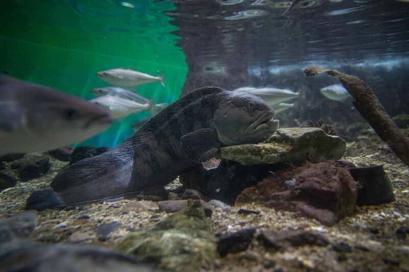 Tromsø: Guided Tour of Polaria - What to Expect from the Polaria Guided Tour