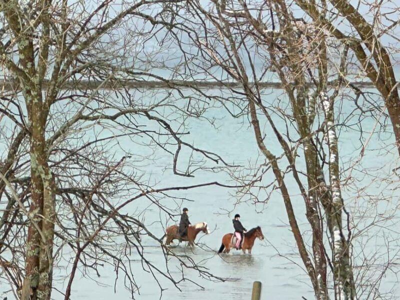 Tromsø: Horseback Riding Tour vinter/summer - Key Points