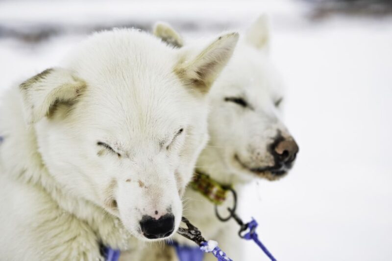 Tromsø: Husky Sled Self-Drive with Traditional Lunch - Key Points